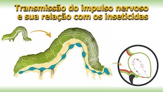 Insecton  Sistema Nervoso dos Insetos [upl. by Ahtiek503]