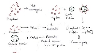 Haptens and Adjuvants  Bio science [upl. by Theron]