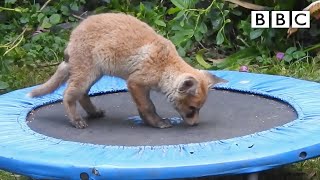 Adorable fox cubs bounce on trampoline  Springwatch  BBC [upl. by Airamesor927]