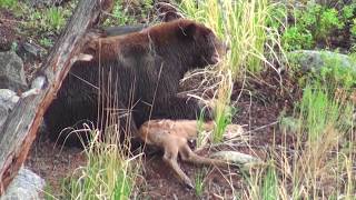 Bear eats elk calf alive  RAW uncut version  Yellowstone National Park [upl. by Teddman]