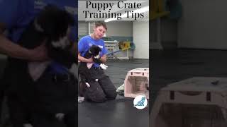 Puppy Crate Training Shorts [upl. by Nyleek]