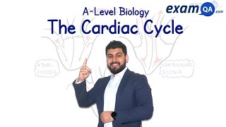 The Cardiac Cycle  ALevel Biology [upl. by Attennaej]