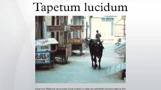 Tapetum lucidum [upl. by Sasha]