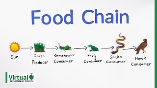 Grade 4 Science How Do Food Chains Work [upl. by Taber]