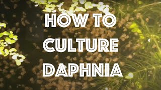 How To Culture Daphnia Magna [upl. by Huba]