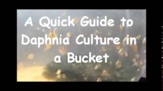 How to culture daphnia outside [upl. by Dardani436]