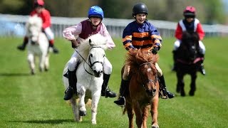 Shetland pony racing [upl. by Hairem662]