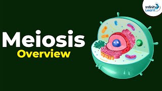 Overview of Meiosis  Dont Memorise [upl. by Oninrutas]