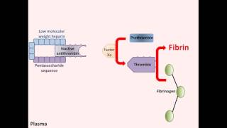 Heparin  Mechanism of Action [upl. by Pazia]