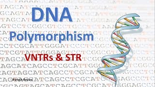 DNA Polymorphism  VNTR  STR [upl. by Let]