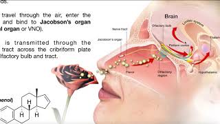 The Vomeronasal Organ Pheromones amp Mating Behavior [upl. by Lipps]