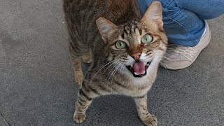 Excited cat meowing very loudly [upl. by Ilse]