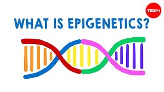 What is epigenetics  Carlos GuerreroBosagna [upl. by Guntar427]