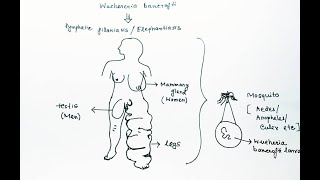 Wuchereria bancrofti Lifecycle English  Wuchereria bancrofti Lymphatic Filariasis Elephantiasis [upl. by Lerraf]