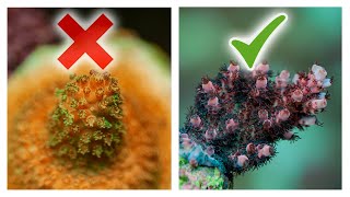 8 Ways to Improve Acropora Coral Growth  SPS Reef Tank [upl. by Landel420]