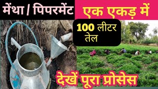 mentha me jyada tel kaise banaye  Mentha ki kheti  Mentha ki unnat kheti kaise kare  मेंथा फसल [upl. by Ludovico]