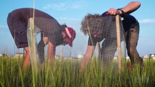 Trophic Cascades in Salt Marsh Ecosystems  HHMI BioInteractive Video [upl. by Khudari367]