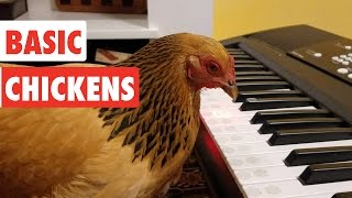 Basic Chickens  Funny Chicken Video Compilation [upl. by Colwen]