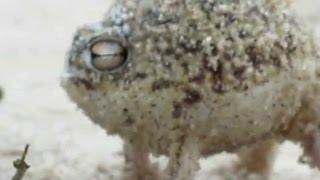 Worlds Cutest Frog makes weird sound [upl. by Ynnelg569]