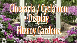 Cineraria amp Cyclamen Display Fitzroy Gardens Conservatory [upl. by Noiwtna]