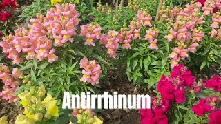 Hybrid Antirrhinum flowers 💐 Part 1 [upl. by O'Shee54]