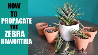 ZEBRA HAWORTHIA PROPAGATION  How to propagate The Zebra Haworthia pups [upl. by Robinson357]