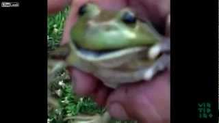 Funny Screaming Frog Compilation [upl. by Renae]