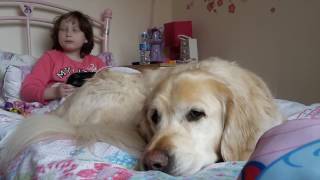 How an autism assistance dog helps [upl. by Ttsepmet]