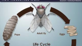 Diptera House Fly [upl. by Calypso]