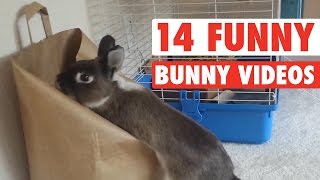 Funny Bunny Moments [upl. by Thornburg817]