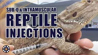 Subcutaneous and Intramuscular Injections for Reptiles [upl. by Darbie]