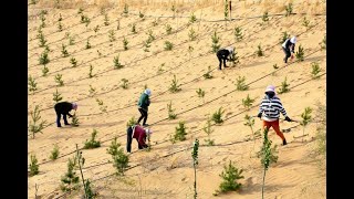 China’s Ambitious Plan to Stop a Desert with Trees [upl. by Ordway]