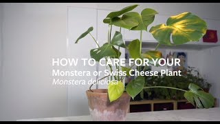 How to care for your Monstera or Swiss Cheese Plant  Grow at Home  Royal Horticultural Society [upl. by Leanard340]