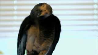 Hilarious The smartest African Grey Parrot TALKING  singing and making vacuum sounds [upl. by Lisa725]