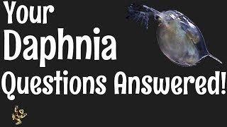 Daphnia Questions Answered [upl. by Ilatan]