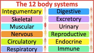 12 Organ Systems  Roles amp functions  Easy science lesson [upl. by Aron]