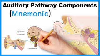 Auditory Pathway Components Mnemonic [upl. by Sahcnip654]