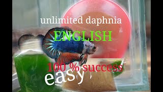 daphnia moina culture Easy way Unlimited production English  with sub Green water Chlorella [upl. by Hsot]