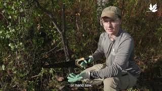 Controlling invasive common buckthorn [upl. by Loma]