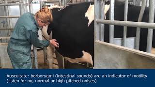 Abdominal examination in ruminants [upl. by Auric]