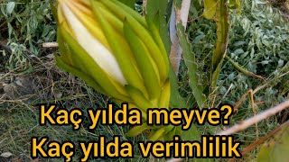 EJDER MEYVESİ KAÇ YILDA MEYVE VERİR [upl. by Adiahs]