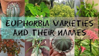 EUPHORBIA VARIETIES AND THEIR NAMES [upl. by Llenwad]