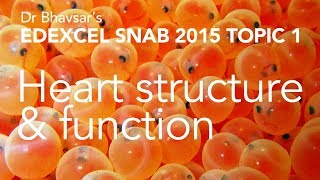 Edexcel SNAB A level biology Heart structure and function Topic 1 [upl. by Eimmac]