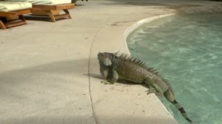 Crazy Iguana JUMPS into the pool [upl. by Hildegaard]