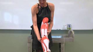 Muscular System  Anatomy and Physiology I [upl. by Ginsburg]