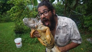 EATING IGUANA  Catching and Cooking Invasive Green Iguanas in Florida [upl. by Ramses491]