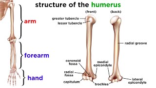 Anatomy and Physiology Major Organ Systems Explained [upl. by Aerbas431]