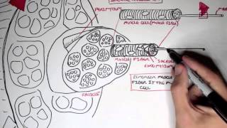 Myology  Skeletal Muscle Structure [upl. by Kirk]