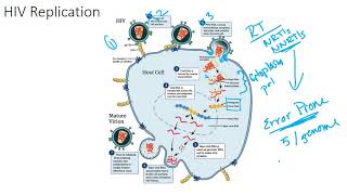 The HIV Viral Replication Cycle [upl. by Aivun]