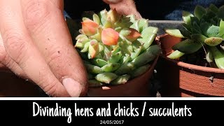 Dividing  propagating Sempervivum hens amp chicks [upl. by Kee]